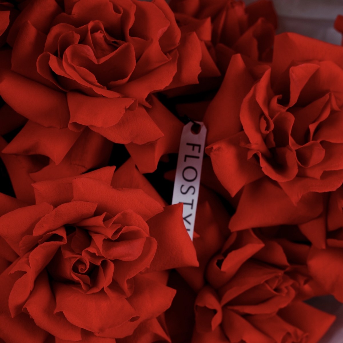 francuzskie rozy krasnye rozy 9 roz 1